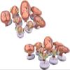 8 Pcs Period of Gestation Model, Fetus Development Model, True Proportions/Free to Take Out, Used for Fetal Development Display and Teaching view 2