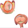 8 Pcs Period of Gestation Model, Fetus Development Model, True Proportions/Free to Take Out, Used for Fetal Development Display and Teaching view 3