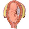 8 Pcs Period of Gestation Model, Fetus Development Model, True Proportions/Free to Take Out, Used for Fetal Development Display and Teaching view 4