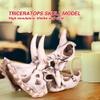 Dioche Dinosaur Skeleton Model, 6.69 * 3.54 * 4.92in Dinosaur Bones Dinosaur with Exquisite Design for Education & Decoration view 4