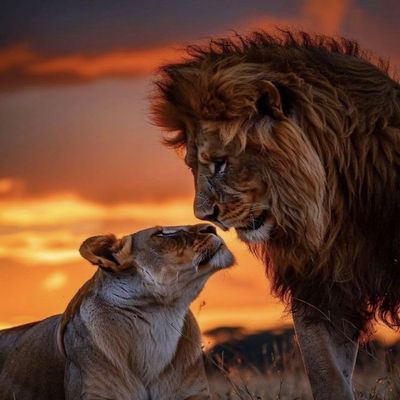 1000pcs Jigsaw Puzzles for Adults-Lion and Lioness Wild Animals-Adult Puzzle, Toddler Puzzle, Psychedelic Game, Challenge Puzzle, Jigsaw Toy Gift, high Difficulty, Casual Game, Wooden Puzzle