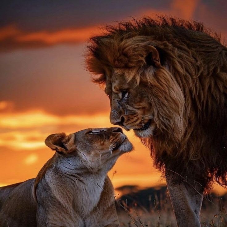 1000pcs Jigsaw Puzzles for Adults-Lion and Lioness Wild Animals-Adult Puzzle, Toddler Puzzle, Psychedelic Game, Challenge Puzzle, Jigsaw Toy Gift, high Difficulty, Casual Game, Wooden Puzzle