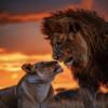 1000pcs Jigsaw Puzzles for Adults-Lion and Lioness Wild Animals-Adult Puzzle, Toddler Puzzle, Psychedelic Game, Challenge Puzzle, Jigsaw Toy Gift, high Difficulty, Casual Game, Wooden Puzzle view 1