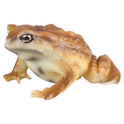 AENIMELY Realistic Solid Frog and Toad Animal Figurines for Kids, Educational Reptile Toys, Ideal for Birthday, Party Favors, and Science ProjectsBrown