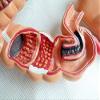 3UOOWWFA Anatomy Model,Colon Model,Human Colon Large Intestine Lesion Pathological Disease Model,Colon Human Anatomy Replica W/Common Pathology for Doctor's Office Teaching Tool view 4