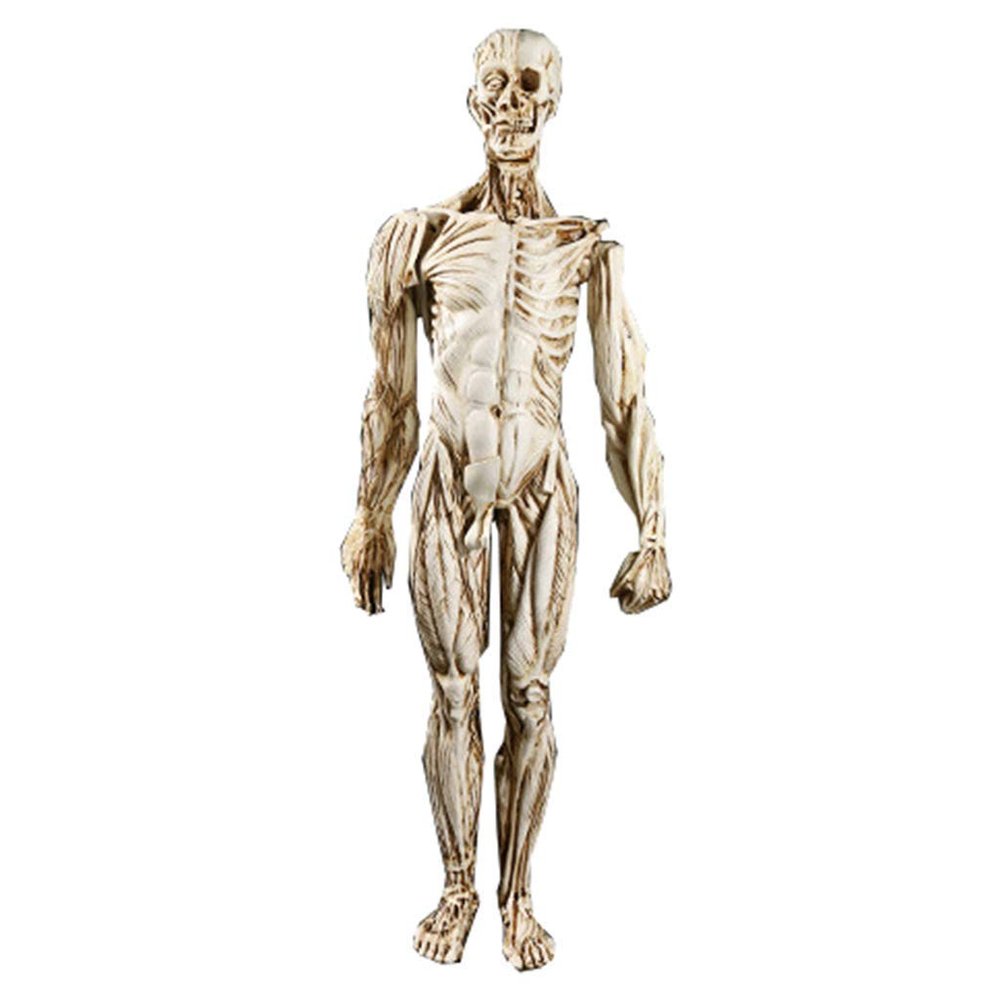 Skeleton, Anatomical Human Skeleton Model - 1:1 Life Size Human Anatomy Model - Medical Biology Teaching Aid Medical Models Educational Materials
