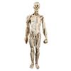 Skeleton, Anatomical Human Skeleton Model - 1:1 Life Size Human Anatomy Model - Medical Biology Teaching Aid Medical Models Educational Materials view 1