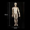 Skeleton, Anatomical Human Skeleton Model - 1:1 Life Size Human Anatomy Model - Medical Biology Teaching Aid Medical Models Educational Materials view 2
