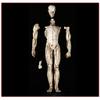 Skeleton, Anatomical Human Skeleton Model - 1:1 Life Size Human Anatomy Model - Medical Biology Teaching Aid Medical Models Educational Materials view 3