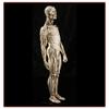 Skeleton, Anatomical Human Skeleton Model - 1:1 Life Size Human Anatomy Model - Medical Biology Teaching Aid Medical Models Educational Materials view 4