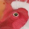 Alasum Halloween Rooster Mask Cosplay Headgear Animal Costume Accessory for Party Realistic Design Fits for Themed Events and Festive Gatherings view 2