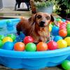 BBRUN Ball Pits Balls 1000 Count Play Plastic Balls for Ball Pits Playpen BPA- Free Crush Proof Crawling Tunnels Balls for Pet Dogs view 4