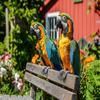 1000 Piece Adult Jigsaw Puzzle - Two Parrots on a Bench Detail Funny Life Puzzle Relaxation view 1