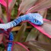 TiTiC 3D Printed Snake, Articulated Flexible 3D Printed Animals Fidget Toy, Realistic Slithering Design,Fidget Toys Gifts for Halloween view 3