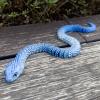TiTiC 3D Printed Snake, Articulated Flexible 3D Printed Animals Fidget Toy, Realistic Slithering Design,Fidget Toys Gifts for Halloween view 4