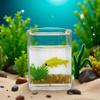 Yellow Goldfish Charm of A Mini Tank with This 1:12 Scale Miniature Square Fish Tank Realistic Glass Decor for Dollhouse Display Captivating Miniature for Crafts Ornaments Handmade Landscape view 4