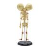 Abnormal fetal Skeleton of Infant Double-Headed Skeleton Model Used in Medical School Teaching view 2