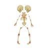 Abnormal fetal Skeleton of Infant Double-Headed Skeleton Model Used in Medical School Teaching view 3