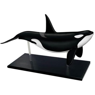 4D Whale Organ Anatomy Model,Animal Anatomy Organ Anatomy Medical Teaching Model Detachable 16 Organ Parts for Teaching Study Tools