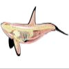 4D Whale Organ Anatomy Model,Animal Anatomy Organ Anatomy Medical Teaching Model Detachable 16 Organ Parts for Teaching Study Tools view 2