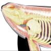 4D Whale Organ Anatomy Model,Animal Anatomy Organ Anatomy Medical Teaching Model Detachable 16 Organ Parts for Teaching Study Tools view 4