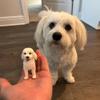 Custom Bobblehead Dog,Custom Pets Bobblehead,Custom Cat Bobblehead,Dog wedding caketopper,Bobble Head Gifts,Pets Birthday (Animal 05) view 3