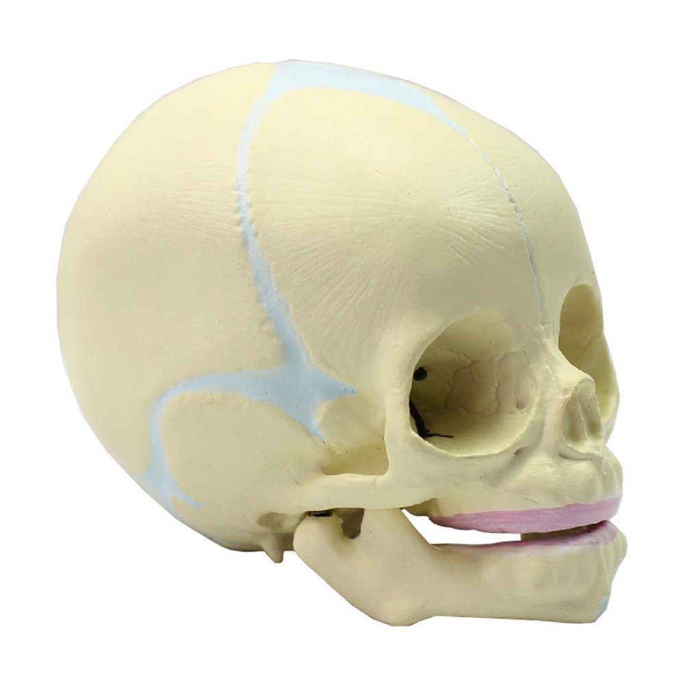 30 Weeks Infant Skull Anatomical Model Human Fetus Skull Anatomical Model Life Sized Realistic Replica of The Fetal Head Skeleton Model