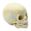 30 Weeks Infant Skull Anatomical Model Human Fetus Skull Anatomical Model Life Sized Realistic Replica of The Fetal Head Skeleton Model view 1