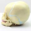 30 Weeks Infant Skull Anatomical Model Human Fetus Skull Anatomical Model Life Sized Realistic Replica of The Fetal Head Skeleton Model view 4