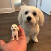 Custom Bobblehead Dog,Custom Pets Bobblehead,Custom Cat Bobblehead,Dog wedding caketopper,Bobble Head Gifts,Pets Birthday (Animal 04) view 3