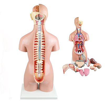 22 Parts Body Anatomical Model Human Unisex Torso 55Cm W/Open Back Open Back Exposes Muscular Layers, Vertebral Volume, Nerve Branches Human Torso Model for Medical Training Skeleton Model