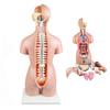 22 Parts Body Anatomical Model Human Unisex Torso 55Cm W/Open Back Open Back Exposes Muscular Layers, Vertebral Volume, Nerve Branches Human Torso Model for Medical Training Skeleton Model view 1