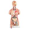 22 Parts Body Anatomical Model Human Unisex Torso 55Cm W/Open Back Open Back Exposes Muscular Layers, Vertebral Volume, Nerve Branches Human Torso Model for Medical Training Skeleton Model view 3