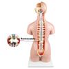 22 Parts Body Anatomical Model Human Unisex Torso 55Cm W/Open Back Open Back Exposes Muscular Layers, Vertebral Volume, Nerve Branches Human Torso Model for Medical Training Skeleton Model view 4