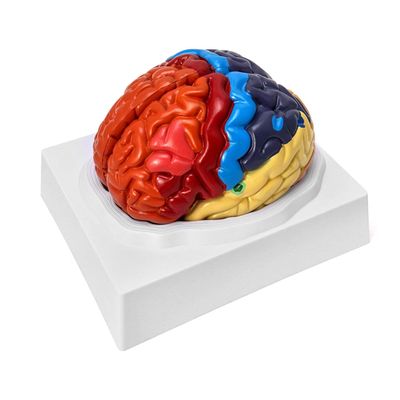 2 Parts Human Brain Anatomical Model Life-Size,Color-Coded Partitioned Brain,Anatomically Accurate Brain Model for Study Display Teaching Medical Model 20.5 * 17 * 15CM Skeleton Model