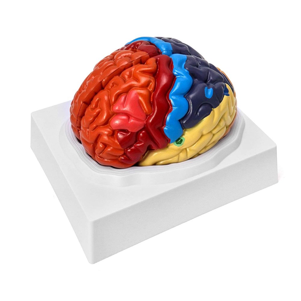 2 Parts Human Brain Anatomical Model Life-Size,Color-Coded Partitioned Brain,Anatomically Accurate Brain Model for Study Display Teaching Medical Model 20.5 * 17 * 15CM Skeleton Model