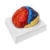 2 Parts Human Brain Anatomical Model Life-Size,Color-Coded Partitioned Brain,Anatomically Accurate Brain Model for Study Display Teaching Medical Model 20.5 * 17 * 15CM Skeleton Model view 1