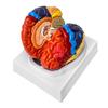 2 Parts Human Brain Anatomical Model Life-Size,Color-Coded Partitioned Brain,Anatomically Accurate Brain Model for Study Display Teaching Medical Model 20.5 * 17 * 15CM Skeleton Model view 3