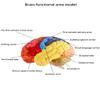 2 Parts Human Brain Anatomical Model Life-Size,Color-Coded Partitioned Brain,Anatomically Accurate Brain Model for Study Display Teaching Medical Model 20.5 * 17 * 15CM Skeleton Model view 4