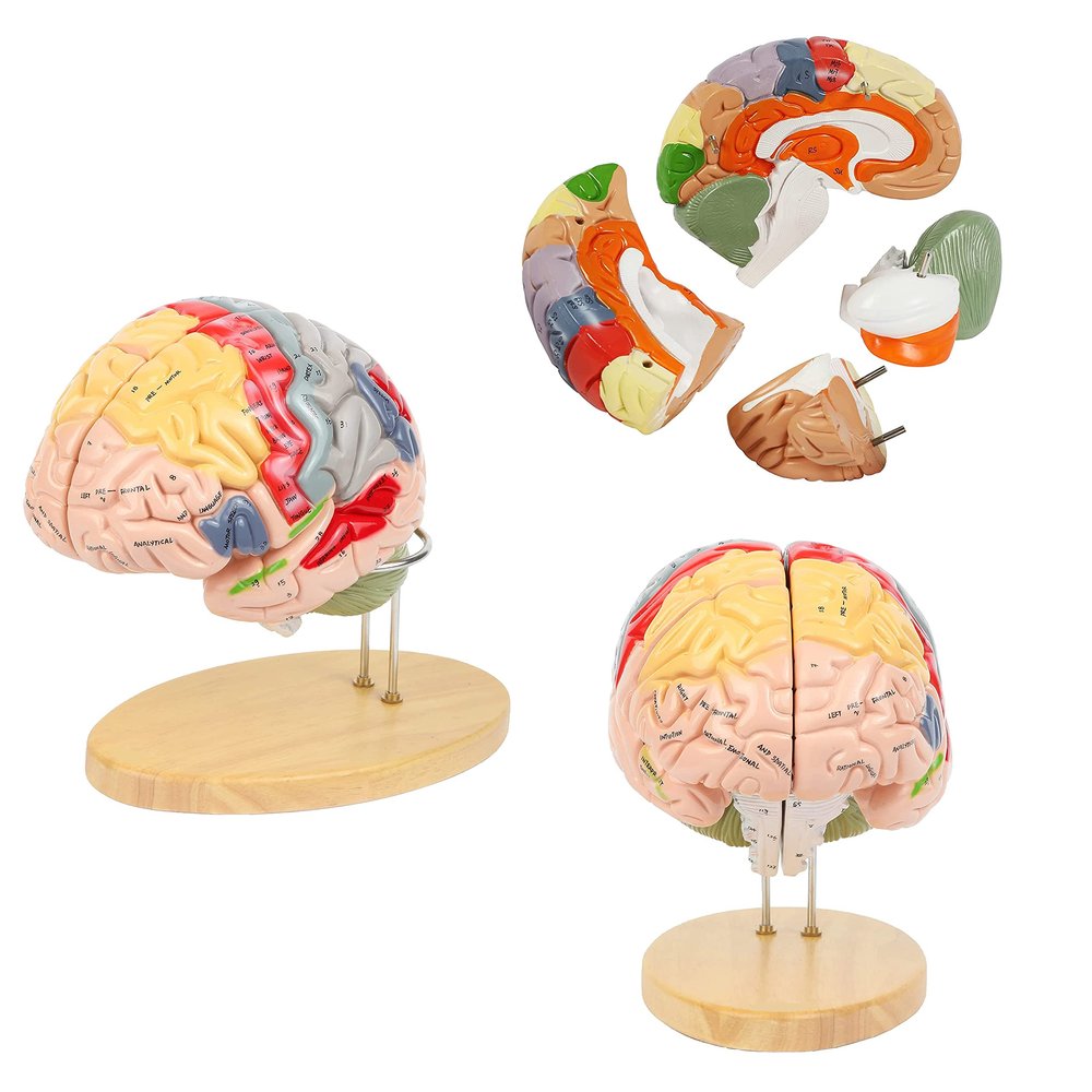 2 Times Human Brain Model for Neuroscience Teaching 4-Part Anatomical Model of Human Brain Nerve Structure Vessels for Learning Display Medical Brain Model Skeleton Model