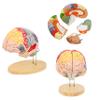 2 Times Human Brain Model for Neuroscience Teaching 4-Part Anatomical Model of Human Brain Nerve Structure Vessels for Learning Display Medical Brain Model Skeleton Model view 1