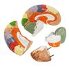 2 Times Human Brain Model for Neuroscience Teaching 4-Part Anatomical Model of Human Brain Nerve Structure Vessels for Learning Display Medical Brain Model Skeleton Model view 2