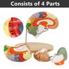 2 Times Human Brain Model for Neuroscience Teaching 4-Part Anatomical Model of Human Brain Nerve Structure Vessels for Learning Display Medical Brain Model Skeleton Model view 3