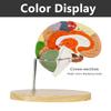 2 Times Human Brain Model for Neuroscience Teaching 4-Part Anatomical Model of Human Brain Nerve Structure Vessels for Learning Display Medical Brain Model Skeleton Model view 4