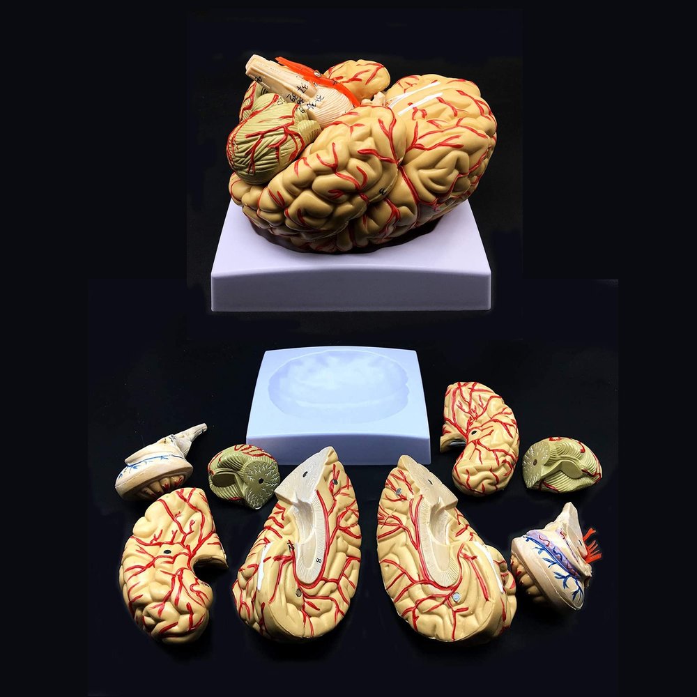 8-Part Brain Models Human Digitally Marked Anatomical Brain Model Life Size for Display Teaching Medical Model,Human Brain Anatomical Model Skeleton Model