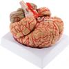 8-Part Brain Models Human Digitally Marked Anatomical Brain Model Life Size for Display Teaching Medical Model,Human Brain Anatomical Model Skeleton Model view 2