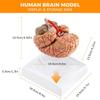 8-Part Brain Models Human Digitally Marked Anatomical Brain Model Life Size for Display Teaching Medical Model,Human Brain Anatomical Model Skeleton Model view 4