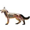 4D Anatomical Dog Anatomy Model, 29 Parts Organ and Body Parts Puzzle Assembly Animal Anatomy Model Organ Educational Puzzle Assembly Model Anatomy Teaching Model view 1