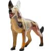 4D Anatomical Dog Anatomy Model, 29 Parts Organ and Body Parts Puzzle Assembly Animal Anatomy Model Organ Educational Puzzle Assembly Model Anatomy Teaching Model view 2