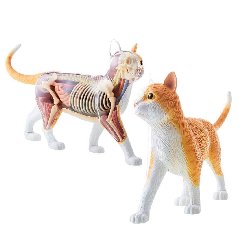 4D Orange Tabby Cat Skeleton & Anatomy Model Kit Contains 25 Detachable Organs and Body Parts and Display Stand for Education Or Veterinarians Anatomy Teaching Model